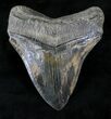 Serrated Megalodon Tooth - South Carolina #21237-2